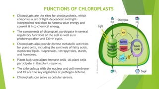 FUNCTIONS OF CHLOROPLASTS
 Chloroplasts are the sites for photosynthesis, which
comprises a set of light-dependent and light-
independent reactions to harness solar energy and
convert it into chemical energy.
 The components of chloroplast participate in several
regulatory functions of the cell as well as in
photorespiration and Calvin cycle.
 Chloroplasts also provide diverse metabolic activities
for plant cells, including the synthesis of fatty acids,
membrane lipids, isoprenoids, tetrapyrroles, starch,
and hormones.
 Plants lack specialized immune cells—all plant cells
participate in the plant response.
 The chloroplasts with the nucleus and cell membrane
and ER are the key organelles of pathogen defense.
 Chloroplasts can serve as cellular sensors.
 