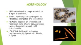 MORPHOLOGY
 SIZE: Mitochondria range from 0.5 to
1.0 μm in diameter.
 SHAPE: normally Sausage shaped, In
fibroblasts-elongated and thread like
 NUMBER: Depends on type size and
functional state of cell. Eg: An average
liver cells contain around 1500
mitochondria.
 LOCATION: Cells with high enrgy
requirements; Eg:Sperm tail, Muscle,
Flagella
 