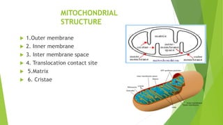 MITOCHONDRIAL
STRUCTURE
 1.Outer membrane
 2. Inner membrane
 3. Inter membrane space
 4. Translocation contact site
 5.Matrix
 6. Cristae
 