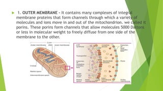  1. OUTER MEMBRANE – It contains many complexes of integral
membrane proteins that form channels through which a variety of
molecules and ions move in and out of the mitochondrion. we called it
porins. These porins form channels that allow molecules 5000 Daltons
or less in molecular weight to freely diffuse from one side of the
membrane to the other.
 