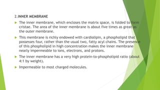 2.INNER MEMBRANE
 The inner membrane, which encloses the matrix space, is folded to form
cristae. The area of the inner membrane is about five times as great as
the outer membrane.
 This membrane is richly endowed with cardiolipin, a phospholipid that
possesses four, rather than the usual two, fatty acyl chains. The presence
of this phospholipid in high concentration makes the inner membrane
nearly impermeable to ions, electrons, and protons.
 The inner membrane has a very high protein-to-phospholipid ratio (about
4:1 by weight).
 Impermeable to most charged molecules.
 
