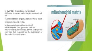 5. MATRIX - It contains hundreds of
different enzymes including those required
for
①the oxidation of pyruvate and fatty acids
②the citric acid cycle.
It also contains small amounts of
mitochordrial DNA genome, special
mitochondrial ribosomes, tRNAs and various
enzymes that required for the expression of
the mitochondrial genes.
 