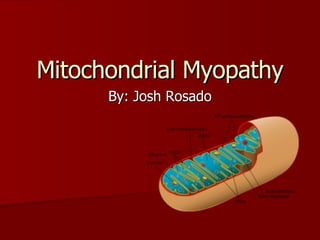 Mitochondrial Myopathy By: Josh Rosado 