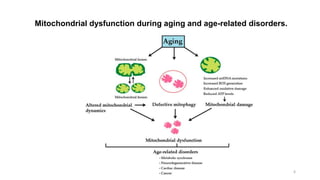 Mitochondrial aging 10.04.2019