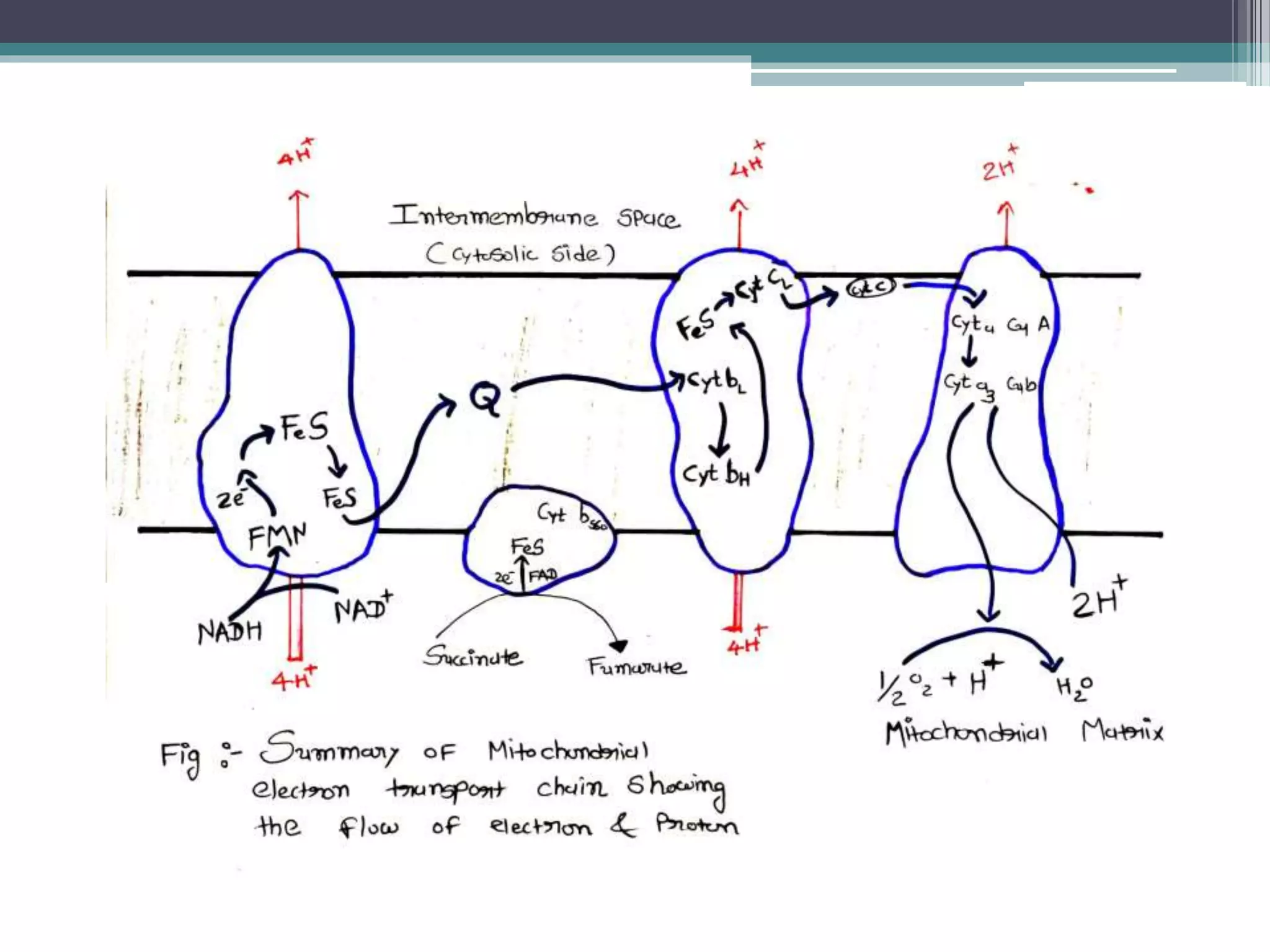 Mitochondrial and bacterial electron transport, oxidation reduction by ...