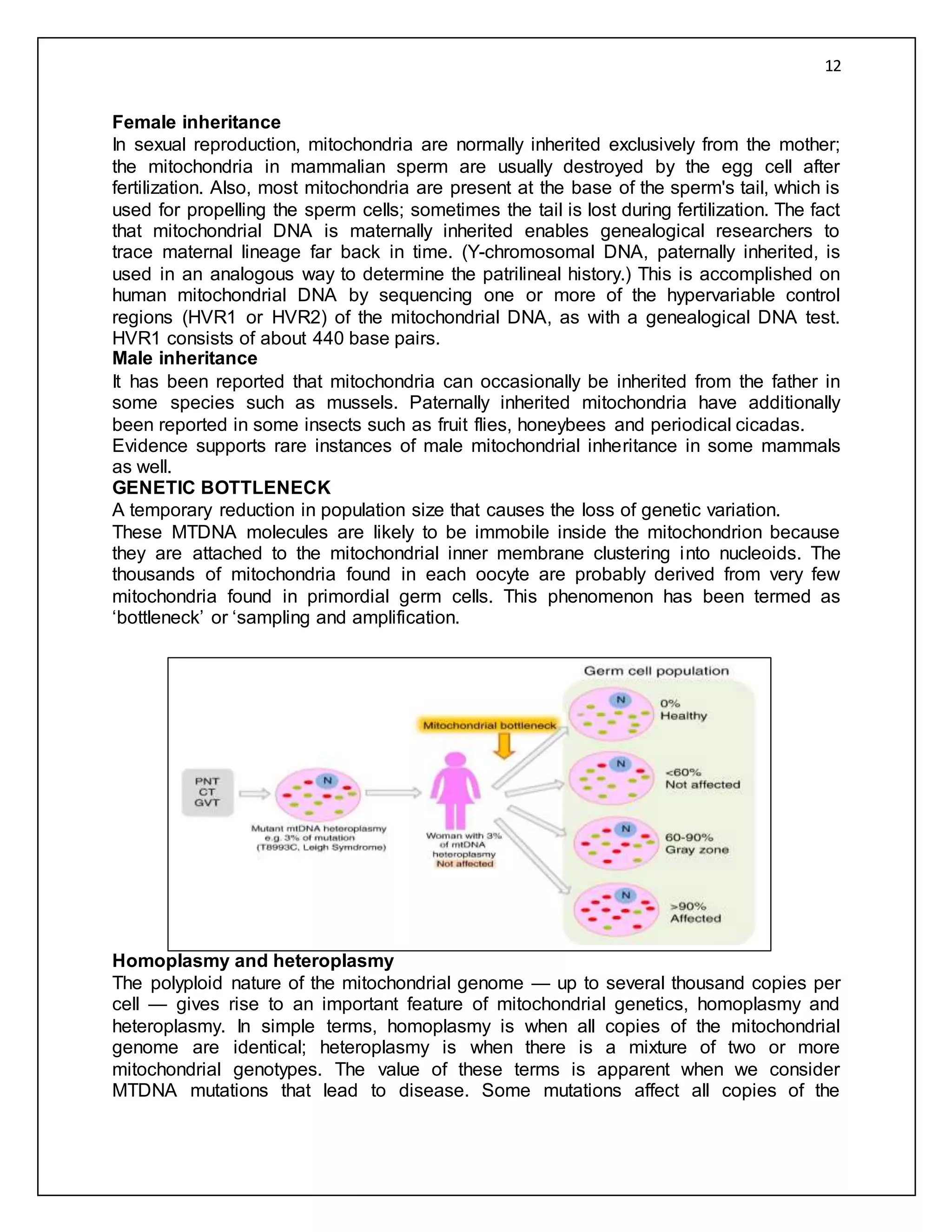 Mitochondrial and chloroplast DNA | DOCX