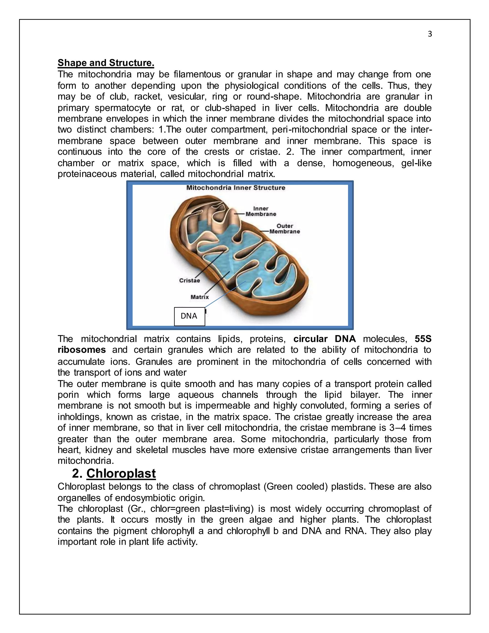 Mitochondrial and chloroplast DNA | DOCX