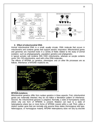 Mitochondrial and chloroplast DNA | DOCX