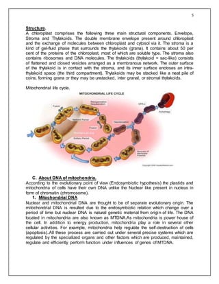 Mitochondrial and chloroplast DNA | DOCX