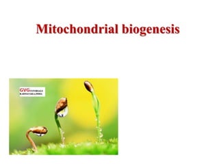 Mitochondrial biogenesis
 