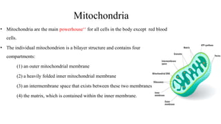 Mitochondria
• Mitochondria are the main powerhouse‘‘ for all cells in the body except red blood
cells.
• The individual mitochondrion is a bilayer structure and contains four
compartments:
(1) an outer mitochondrial membrane
(2) a heavily folded inner mitochondrial membrane
(3) an intermembrane space that exists between these two membranes
(4) the matrix, which is contained within the inner membrane.
 
