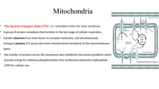 Mitochondria
• The electron transport chain ( ETC ) is embedded within the inner membrane.
• A group of protein complexes that function in the last stage of cellular respiration.
• transfer electrons from their donor to acceptor molecules, and simultaneously
transport protons (H+
) across the inner mitochondrial membrane to the intermembrane
space.
• the transfer of protons across the membrane also establishes the proton gradients which
provide energy for oxidative phosphorylation that synthesizes adenosine triphosphate
(ATP) for cellular use.
 
