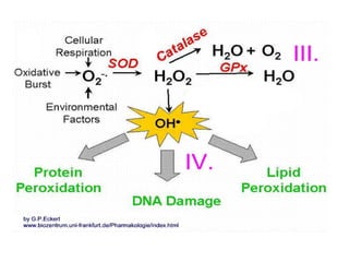 Mitochondrial DNA - and diseases. .pptx