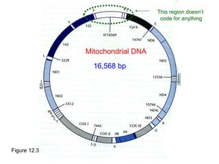Mitochondrial DNA - and diseases. .pptx