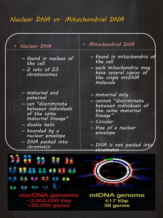 • Nuclear DNA
– found in nucleus of
the cell
– 2 sets of 23
chromosomes
– maternal and
paternal
– can "discriminate
between individuals
of the same
maternal lineage“
– double helix
– bounded by a
nuclear envelope
– DNA packed into
chromatin
• Mitochondrial DNA
– found in mitochondria of
the cell
– each mitochondria may
have several copies of
the single mtDNA
molecule
– maternal only
– cannot "discriminate
between individuals of
the same maternal
lineage“
– Circular
– free of a nuclear
envelope
– DNA is not packed into
chromatin
Nuclear DNA vs. Mitochondrial DNA
 