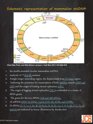 Schematic representation of mammalian mtDNA.
Chan Bae Park, and Nils-Göran Larsson J Cell Biol 2011;193:809-818
© 2011 Park and Larsson
1. the double-stranded circular mammalian mtDNA
2. molecule of ∼16.5 kb contains
3. Asingle longer noncoding region, the displacement loop (D loop) region.
4. harboring the promoters for transcription of both mtDNA strands (HSP and
LSP) and the origin of leading strand replication (OH).
5. The origin of lagging strand replication (OL) is embedded in a cluster of
tRNA genes.
6. The genes for the two rRNAs (12S and 16S rRNA),.
7. 13 mRNAs (ND1–6, ND4L, Cyt b, COI–III, ATP6, and ATP8),.
8. 22 tRNAs (F, V, L1, I, M, W, D, K, G, R, H, S1, L2, T, P, E, S2, Y, C, N, A,
and Q) are indicated by boxes. Illustration by Annika Röhl.
 