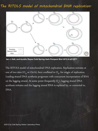 The RITOLS model of mitochondrial DNA replication.
Ian J. Holt, and Aurelio Reyes Cold Spring Harb Perspect Biol 2012;4:a012971
©2012 by Cold Spring Harbor Laboratory Press
The RITOLS model of mitochondrial DNA replication. Replication initiates at
one of two sites (OH or Ori-b), here conflated to OR, for origin of replication.
Leading strand DNA synthesis progresses with concurrent incorporation of RNA
on the lagging strand. At some point (frequently OL), lagging strand DNA
synthesis initiates and the lagging strand RNA is replaced by, or converted to,
DNA.
 