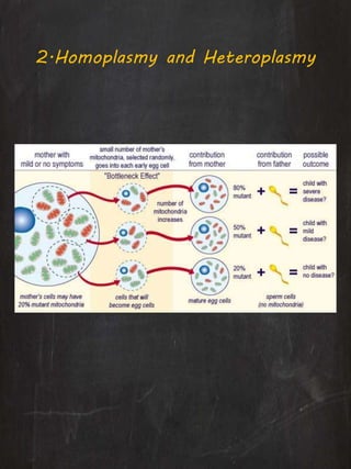 2.Homoplasmy and Heteroplasmy
 