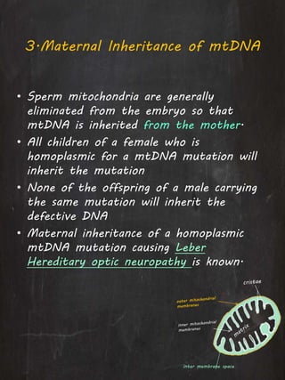 3.Maternal Inheritance of mtDNA
• Sperm mitochondria are generally
eliminated from the embryo so that
mtDNA is inherited from the mother.
• All children of a female who is
homoplasmic for a mtDNA mutation will
inherit the mutation
• None of the offspring of a male carrying
the same mutation will inherit the
defective DNA
• Maternal inheritance of a homoplasmic
mtDNA mutation causing Leber
Hereditary optic neuropathy is known.
inter membrane space
 