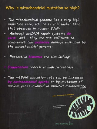 Why is mitochondrial mutation so high?
• The mitochondrial genome has a very high
mutation rate, 10- to 17-fold higher than
that observed in nuclear DNA.
• Although mtDNA repair systems do
exist and , they are not sufficient to
counteract the oxidative damage sustained by
the mitochondrial genome.
• Protective histones are also lacking.
• Oxygenation process is high percentage.
• The mtDNA mutation rate can be increased
by environmental agents or by mutation of
nuclear genes involved in mtDNA maintenance
inter membrane space
 