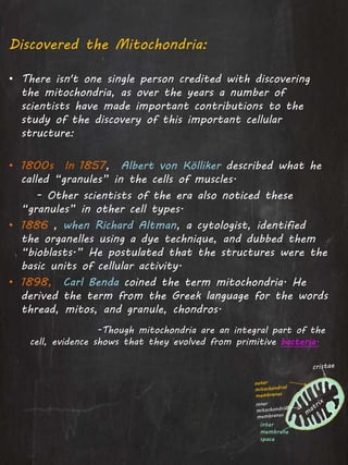Discovered the Mitochondria:
• There isn't one single person credited with discovering
the mitochondria, as over the years a number of
scientists have made important contributions to the
study of the discovery of this important cellular
structure:
• 1800s In 1857, Albert von Kölliker described what he
called “granules” in the cells of muscles.
- Other scientists of the era also noticed these
“granules” in other cell types.
• 1886 , when Richard Altman, a cytologist, identified
the organelles using a dye technique, and dubbed them
“bioblasts.” He postulated that the structures were the
basic units of cellular activity.
• 1898, Carl Benda coined the term mitochondria. He
derived the term from the Greek language for the words
thread, mitos, and granule, chondros.
-Though mitochondria are an integral part of the
cell, evidence shows that they evolved from primitive bacteria.
inter
membrane
space
 