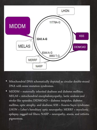 • Mitochondrial DNA schematically depicted as circular double-strand
DNA with some mutation syndromes.
• MIDDM = maternally inherited deafness and diabetes mellitus;
MELAS = mitochondrial encephalomyopathy, lactic azidosis and
stroke-like episodes; DIDMOAD = diabetes insipidus, diabetes
mellitus, optic atrophy, and deafness; KSS = Kearns-Sayre syndrome;
LHON = Leber‘s hereditary optic neuropathy; MERRF = myoclonic
epilepsy, ragged-red fibers; NARP = neuropathy, ataxia, and retinitis
pigmentosa.
 