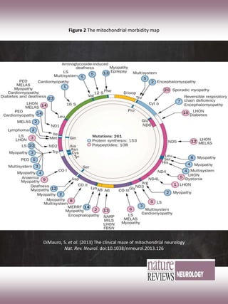 Figure 2 The mitochondrial morbidity map
DiMauro, S. et al. (2013) The clinical maze of mitochondrial neurology
Nat. Rev. Neurol. doi:10.1038/nrneurol.2013.126
 