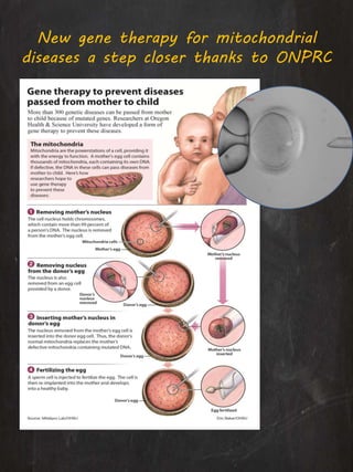 New gene therapy for mitochondrial
diseases a step closer thanks to ONPRC
 