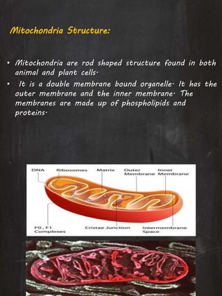 Mitochondria Structure:
• Mitochondria are rod shaped structure found in both
animal and plant cells.
• It is a double membrane bound organelle. It has the
outer membrane and the inner membrane. The
membranes are made up of phospholipids and
proteins.
 