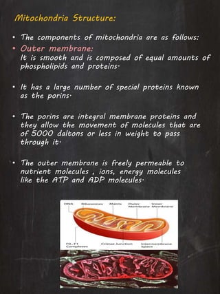 Mitochondria Structure:
• The components of mitochondria are as follows:
• Outer membrane:
It is smooth and is composed of equal amounts of
phospholipids and proteins.
• It has a large number of special proteins known
as the porins.
• The porins are integral membrane proteins and
they allow the movement of molecules that are
of 5000 daltons or less in weight to pass
through it.
• The outer membrane is freely permeable to
nutrient molecules , ions, energy molecules
like the ATP and ADP molecules.
 