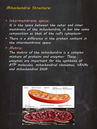 • Intermembrane space:
It is the space between the outer and inner
membrane of the mitochondria, it has the same
composition as that of the cell's cytoplasm.
• There is a difference in the protein content in
the intermembrane space.
• Matrix:
The matrix of the mitochondria is a complex
mixture of proteins and enzymes. These
enzymes are important for the synthesis of
ATP molecules, mitochondrial ribosomes, tRNAs
and mitochondrial DNA.
Mitochondria Structure:
 