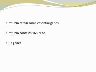  mtDNA retain some essential genes.
 mtDNA contains 16569 bp
 37 genes
 