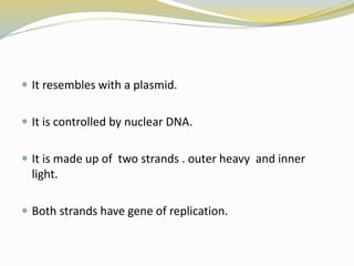  It resembles with a plasmid.
 It is controlled by nuclear DNA.
 It is made up of two strands . outer heavy and inner
light.
 Both strands have gene of replication.
 