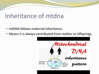 Inheritance of mtdna
 mtDNA follows maternal inheritance.
 Means it is always contributed from mother to offsprings.
 