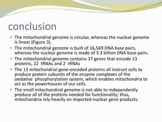 conclusion
 The mitochondrial genome is circular, whereas the nuclear genome
is linear (Figure 3).
 The mitochondrial genome is built of 16,569 DNA base pairs,
whereas the nuclear genome is made of 3.3 billion DNA base pairs.
 The mitochondrial genome contains 37 genes that encode 13
proteins, 22 tRNAs and 2 rRNAs
 The 13 mitochondrial gene-encoded proteins all instruct cells to
produce protein subunits of the enzyme complexes of the
oxidative phosphorylation system, which enables mitochondria to
act as the powerhouses of our cells.
 The small mitochondrial genome is not able to independently
produce all of the proteins needed for functionality; thus,
mitochondria rely heavily on imported nuclear gene products.

 