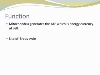 Function
 Mitochondria generates the ATP which is energy currency
of cell.
 Site of krebs cycle
 