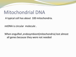 Mitochondrial DNA
A typical cell has about 100 mitochondria.
mtDNA is circular molecule .
When engulfed ,endosymbiont(mitochondria) lost almost
all genes because they were not needed
 