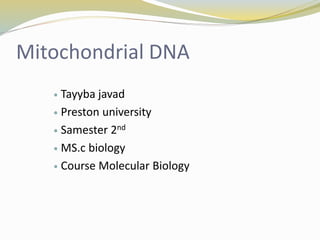 Mitochondrial DNA
 Tayyba javad
 Preston university
 Samester 2nd
 MS.c biology
 Course Molecular Biology
 