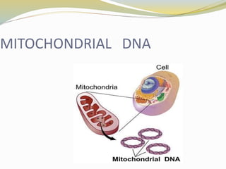 Mitochondrial   dna