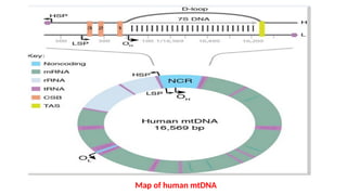 Map of human mtDNA
 