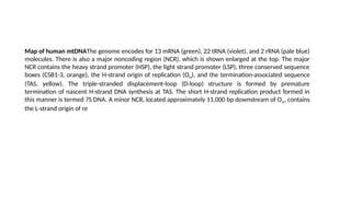 Map of human mtDNAThe genome encodes for 13 mRNA (green), 22 tRNA (violet), and 2 rRNA (pale blue)
molecules. There is also a major noncoding region (NCR), which is shown enlarged at the top. The major
NCR contains the heavy strand promoter (HSP), the light strand promoter (LSP), three conserved sequence
boxes (CSB1-3, orange), the H-strand origin of replication (OH), and the termination-associated sequence
(TAS, yellow). The triple-stranded displacement-loop (D-loop) structure is formed by premature
termination of nascent H-strand DNA synthesis at TAS. The short H-strand replication product formed in
this manner is termed 7S DNA. A minor NCR, located approximately 11,000 bp downstream of OH, contains
the L-strand origin of re
 