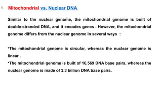 Similar to the nuclear genome, the mitochondrial genome is built of
double-stranded DNA, and it encodes genes . However, the mitochondrial
genome differs from the nuclear genome in several ways :
•The mitochondrial genome is circular, whereas the nuclear genome is
linear .
•The mitochondrial genome is built of 16,569 DNA base pairs, whereas the
nuclear genome is made of 3.3 billion DNA base pairs.
Mitochondrial vs. Nuclear DNA
 