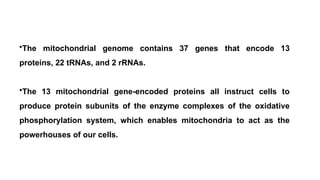 •The mitochondrial genome contains 37 genes that encode 13
proteins, 22 tRNAs, and 2 rRNAs.
•The 13 mitochondrial gene-encoded proteins all instruct cells to
produce protein subunits of the enzyme complexes of the oxidative
phosphorylation system, which enables mitochondria to act as the
powerhouses of our cells.
 