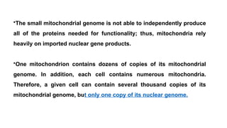 •The small mitochondrial genome is not able to independently produce
all of the proteins needed for functionality; thus, mitochondria rely
heavily on imported nuclear gene products.
•One mitochondrion contains dozens of copies of its mitochondrial
genome. In addition, each cell contains numerous mitochondria.
Therefore, a given cell can contain several thousand copies of its
mitochondrial genome, but only one copy of its nuclear genome.
 