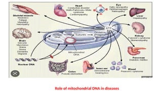 Role of mitochondrial DNA in diseases
 