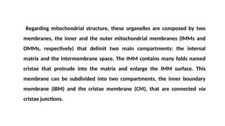 Regarding mitochondrial structure, these organelles are composed by two
membranes, the inner and the outer mitochondrial membranes (IMMs and
OMMs, respectively) that delimit two main compartments: the internal
matrix and the intermembrane space. The IMM contains many folds named
cristae that protrude into the matrix and enlarge the IMM surface. This
membrane can be subdivided into two compartments, the inner boundary
membrane (IBM) and the cristae membrane (CM), that are connected via
cristae junctions.
 