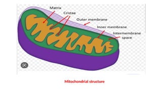 Mitochondrial structure
 
