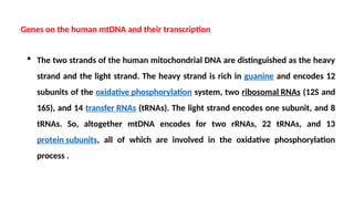  The two strands of the human mitochondrial DNA are distinguished as the heavy
strand and the light strand. The heavy strand is rich in guanine and encodes 12
subunits of the oxidative phosphorylation system, two ribosomal RNAs (12S and
16S), and 14 transfer RNAs (tRNAs). The light strand encodes one subunit, and 8
tRNAs. So, altogether mtDNA encodes for two rRNAs, 22 tRNAs, and 13
protein subunits, all of which are involved in the oxidative phosphorylation
process .
Genes on the human mtDNA and their transcription
 