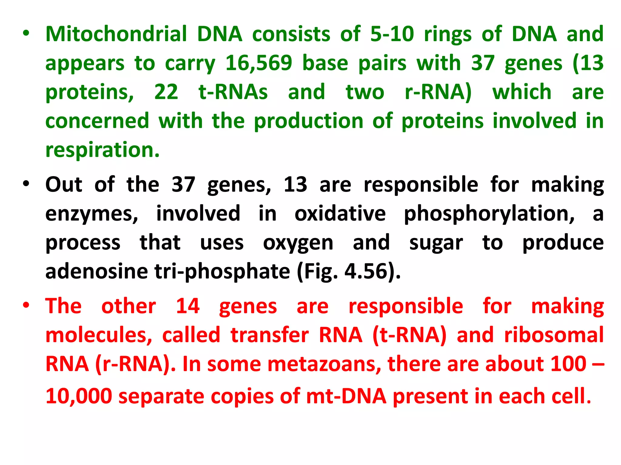 • Mitochondrial DNA consists of 5-10 rings of DNA and
appears to carry 16,569 base pairs with 37 genes (13
proteins, 22 t-RNAs and two r-RNA) which are
concerned with the production of proteins involved in
respiration.
• Out of the 37 genes, 13 are responsible for making
enzymes, involved in oxidative phosphorylation, a
process that uses oxygen and sugar to produce
adenosine tri-phosphate (Fig. 4.56).
• The other 14 genes are responsible for making
molecules, called transfer RNA (t-RNA) and ribosomal
RNA (r-RNA). In some metazoans, there are about 100 –
10,000 separate copies of mt-DNA present in each cell.
 