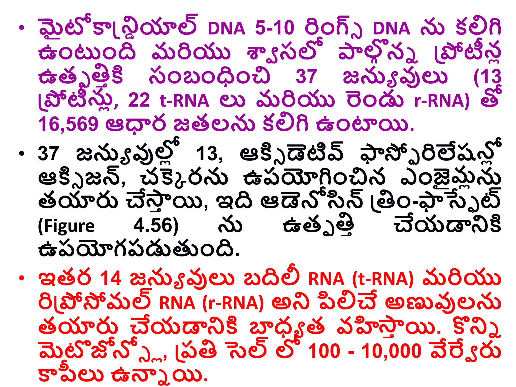 • మైటోకాన్డ్రియాల్ DNA 5-10 రిాంగ్ి DNA న కల్లగి
ఉాంటాంది మరియు శ్వవ సల్ల ాల్గ
గ ని డ్రపోటీనో
ఉతె తిాక్త సాంబాంధాంచి 37 జను వుల్య (13
డ్రపోటీనో, 22 t-RNA ల్య మరియు రాండ్డ r-RNA) తో
16,569 ఆధార జతలన కల్లగి ఉాంటాయి.
• 37 జను వుల్ల
ో 13, ఆక్తి డెటివ్ ఫాస్తఫ రిలేషన్ల
ో
ఆక్తి జన్, చక్కక రన ఉరయోగిాంచిన ఎాంజైల్
మోన
తయారు చే్
ా యి, ఇది ఆడెన్లసిన్ డ్రతిాం-ఫాస్తఫ ట్
(Figure 4.56) న ఉతె తిా చేయడారక్త
ఉరయోగరడ్డతుాంది.
• ఇతర 14 జను వుల్య బదిలీ RNA (t-RNA) మరియు
రిడ్రపోస్తమల్ RNA (r-RNA) అర ప్సల్లచే అణువులన
తయారు చేయడారక్త బాధ్ు త వహి్
ా యి. కొరి
మెటొజోన్లి ో, డ్రరతి సెల్ ల్ల 100 - 10,000 వేర్వవ రు
కాపీల్య ఉన్ని యి.
 